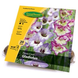 Gladiolus Flevo Cool Bulbs, 20-Ct.